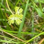 Valerianella eriocarpa Flor