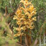 Orobanche alba Flower