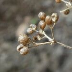 Galium lucidum Фрукт