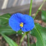 Commelina ensifolia 花