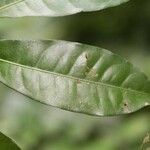 Cheiloclinium cognatum Frunză