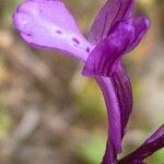 Orchis anatolica Fiore