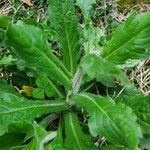 Erigeron pulchellus 葉