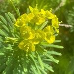 Euphorbia cyparissias Цвят