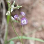 Astragalus nuttallianus Hábitos