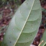 Pouteria coriacea Blad