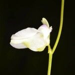 Utricularia pubescens Flor