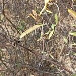 Barleria lupulina Arall