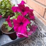 Petunia × atkinsianaBlüte