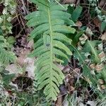 Polypodium vulgareΦύλλο