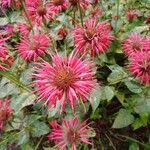 Monarda didymaफूल