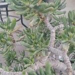 Sedum pachyphyllum পাতা