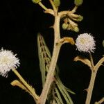 Mimosa tarda 花