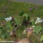 Trifolium subterraneum Vekstform