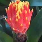 Guzmania conifera Цветок