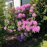 Rhododendron catawbiense Flower