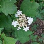 Viburnum opulusFlors