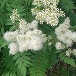 Sorbaria kirilowii ফুল