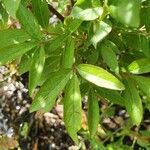 Cleome houtteana Feuille