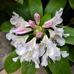 Rhododendron maximum Virág