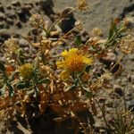 Gaillardia spathulata Flower