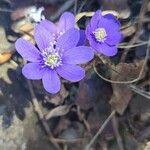 Anemone hepatica Flor
