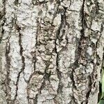 Gymnocladus dioicus Bark