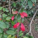 Cotoneaster coriaceusYaprak