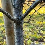 Betula chinensis Azala