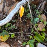 Tulipa sylvestris Cvet