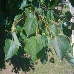 Tilia cordataFulla