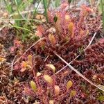 Drosera × obovata ഇല