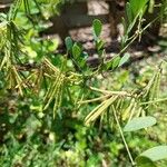 Indigofera arrecta Fruit