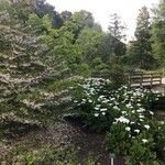 Styrax japonicus Leaf