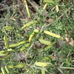 Cytisus spinosus Muu