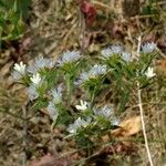 Limonium lobatum Natur