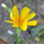 Chondrilla juncea Flower