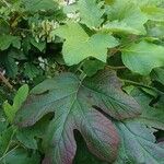 Hydrangea quercifolia Foglia