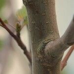 Alnus alnobetula Kora