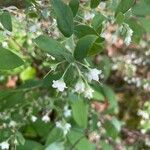 Vaccinium stamineum Flower