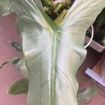 Philodendron hastatum Hoja