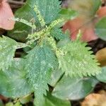 Urtica membranacea Drugo