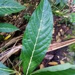 Sanchezia oblonga Leaf