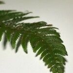 Dryopteris fragrans Листок