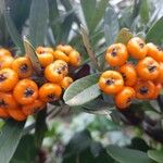 Pyracantha angustifolia Ffrwyth