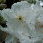 Rhododendron decorum Flor