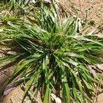 Carex ferruginea Leaf