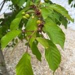 Prunus avium Blad