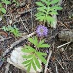 Hydrophyllum capitatum Kukka