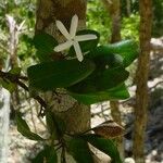 Atractocarpus platixylon Flower